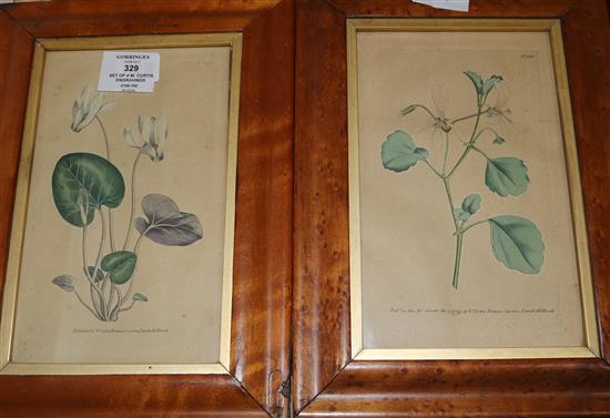 A set of four 18th Century maplewood frames containing W. Curtis Botanical engravings, 22cm x 13cm